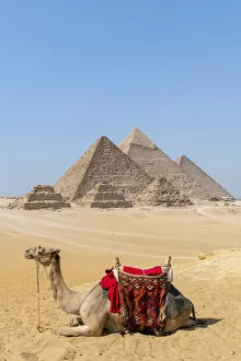 North African Gallery: Camel at the Pyramids of Giza, Giza, Cairo, Egypt