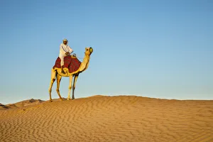 Camel in the Empty Quarter (Rub Al Khali), Abu Dhabi, United Arab Emirates