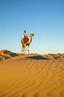 Camel in the Empty Quarter (Rub Al Khali), Abu Dhabi, United Arab Emirates