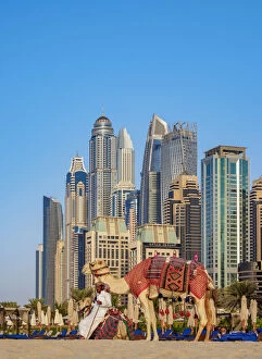 Images Dated 7th January 2018: Camel Ride on the Dubai Marina JBR Beach, Dubai, United Arab Emirates