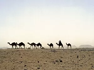 Sahara Desert Gallery: A camel rider drives his camels through a sandstorm