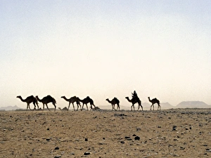 Sahara Desert Gallery: A camel rider drives his camels through a sandstorm
