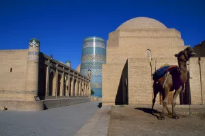 Central Asian Gallery: A camel stands tethered in the Ichan Kala
