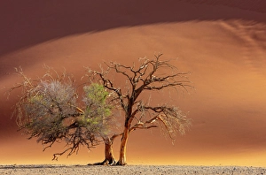 Sossusvlei Prints: Camel thorn tree and golden sand dune