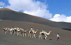 Preserve Prints: Camel tour in the Timanfaya National Park, Lanzarote, Canary Islands, Spain