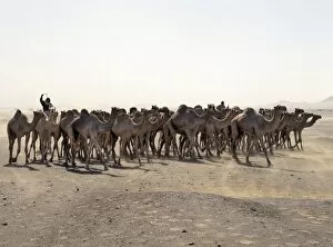 Sahara Desert Gallery: A camel trader drives his camels through a sandstorm