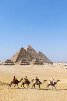 Images Dated 14th May 2020: Camel train at the Pyramids of Giza, Giza, Cairo, Egypt