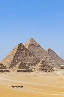 Camel train at the Pyramids of Giza, Giza, Cairo, Egypt