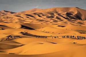 Sahara Prints: Camel trains on the Erg Chebbi dunes in the Sahara Desert, Merzouga, Morocco