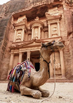 Images Dated 6th February 2019: Camel in front of The Treasury, Al-Khazneh, Petra, Ma an Governorate, Jordan