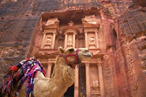 Camel In Front Of The Treasury, Petra, Jordan, Middle East