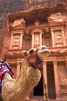 Camel In Front Of The Treasury, Petra, Jordan, Middle East