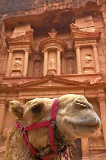 Camel In Front Of The Treasury, Petra, Jordan, Middle East