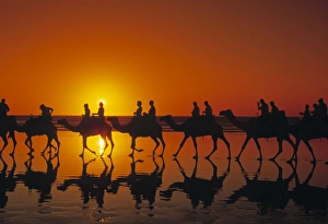 Sun Rise Prints: Camel Trekking