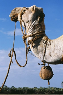 Kalacha Prints: A camel wearing a halter and wooden bell at a waterhole