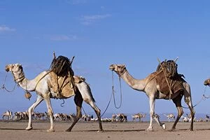 African Tribe Gallery: Camels belonging to the Gabbra are loaded with water
