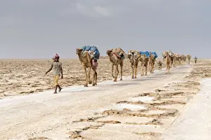 Dirt Road Prints: Camels caravan carrying salt extracted from Dallol salt mines, Danakil Depression