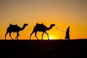 Cairo Collection: Camels in the desert near Giza, Cairo, Egypt
