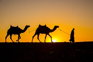 Images Dated 20th March 2017: Camels in the desert near Giza, Cairo, Egypt