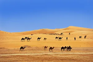 Images Dated 13th January 2015: Camels in the desert outside Abu Dhabi, United Arab Emirates, Middle East, Asia