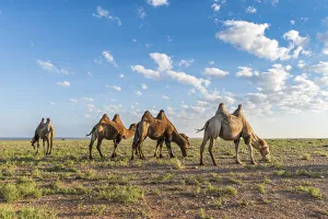 Mongolia Prints: Camels grazing. Ulziit, Middle Gobi province, Mongolia