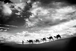 B And W Prints: Camels being led across sand dunes, Erg Chebbi, Sahara Deseret, near, Merzouga, Morocco