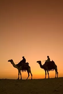 Giza Gallery: Camels near the Pyramids at Giza