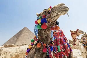 Pyramids Collection: Camels at the Pyramids of Giza, Giza, Cairo, Egypt