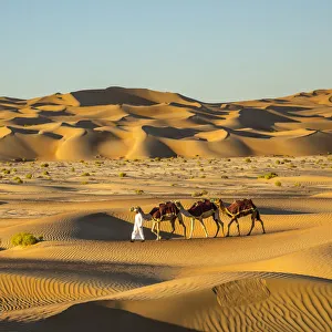 Camels in the Empty Quarter (Rub Al Khali), Abu Dhabi, United Arab Emirates (MR)