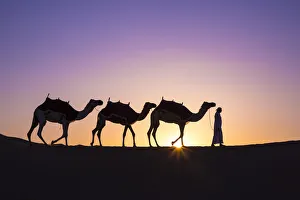 Middle East Prints: Camels in the Empty Quarter (Rub Al Khali), Abu Dhabi, United Arab Emirates (MR)