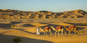 Middle East Gallery: Camels in the Empty Quarter (Rub Al Khali), Abu Dhabi, United Arab Emirates (MR)