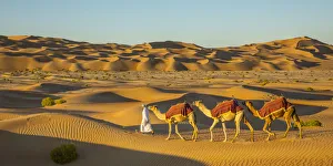 Camels in the Empty Quarter (Rub Al Khali), Abu Dhabi, United Arab Emirates (MR)