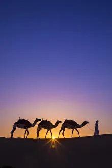Camels in the Empty Quarter (Rub Al Khali), Abu Dhabi, United Arab Emirates (MR)