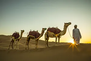 Camels in the Empty Quarter (Rub Al Khali), Abu Dhabi, United Arab Emirates (MR)