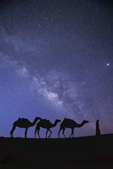 Middle East Gallery: Camels in the Empty Quarter (Rub Al Khali), Abu Dhabi, United Arab Emirates (MR)