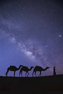 Middle East Prints: Camels in the Empty Quarter (Rub Al Khali), Abu Dhabi, United Arab Emirates (MR)