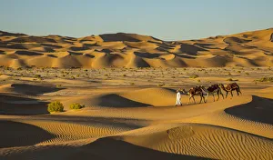 Camels in the Empty Quarter (Rub Al Khali), Abu Dhabi, United Arab Emirates (MR)