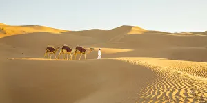 Camels in the Empty Quarter (Rub Al Khali), Abu Dhabi, United Arab Emirates (MR)