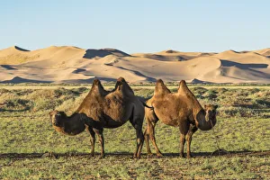 Mongolia Prints: Two camels and sand dunes of Gobi desert in the background