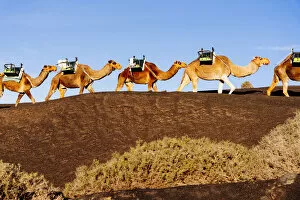 Awlrm Collection: Camels in Timanfaya, Lanzarote, Canary Islands, Spain