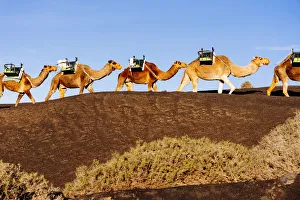 Images Dated 26th February 2020: Camels in Timanfaya, Lanzarote, Canary Islands, Spain