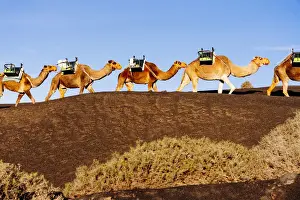 Awlrm Prints: Camels in Timanfaya, Lanzarote, Canary Islands, Spain
