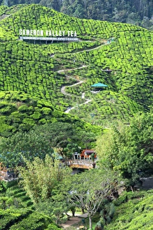 Pahang Prints: Cameron Valley tea plantation, Cameron Highlands, Pahang, Malaysia