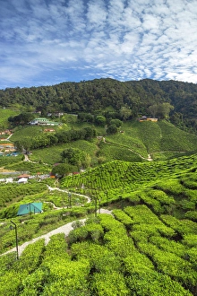 Pahang Prints: Cameron Valley tea plantation, Cameron Highlands, Pahang, Malaysia