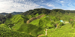 Pahang Prints: Cameron Valley tea plantation, Cameron Highlands, Pahang, Malaysia
