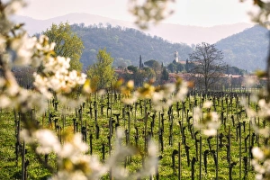 Camignone, Franciacorta, Brescia province, Italy, Europe