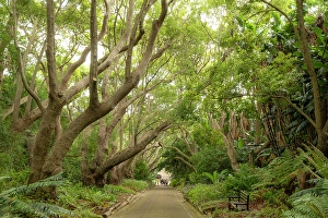 Constantia Prints: Camphor trees, Kirstenbosch Botanical Gardens, Cape Town, Western Cape, South Africa