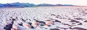 Catamarca Prints: Campo de Piedra Pomez at sunrise, El Penon, Catamarca, Argentina