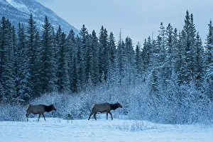Canada, Alberta, Banff National Park