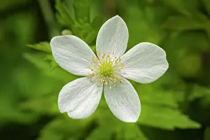 Botanical Prints: Canada Anemone (Anemone canadensis) blossom at Middle Lake Kenora Canada Kenora Canada